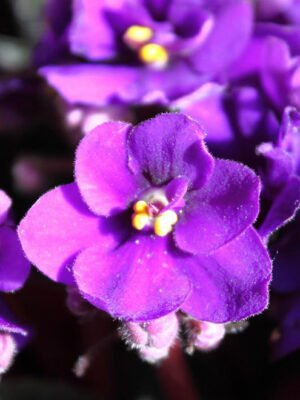 Violet