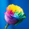 Multicolor Roses