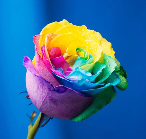 Multicolor Roses