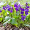 Violet