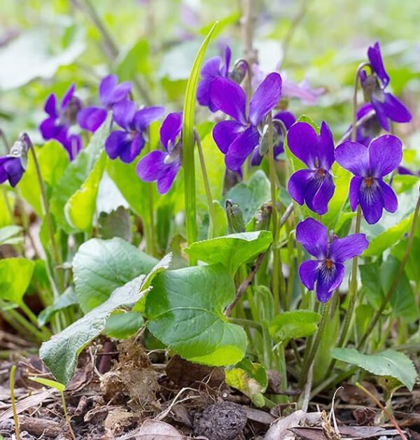 Violet