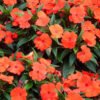 Impatiens