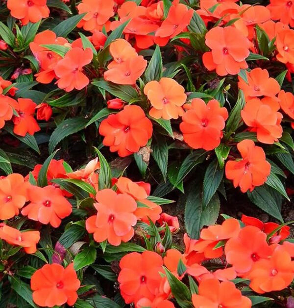 Impatiens