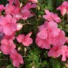 Impatiens