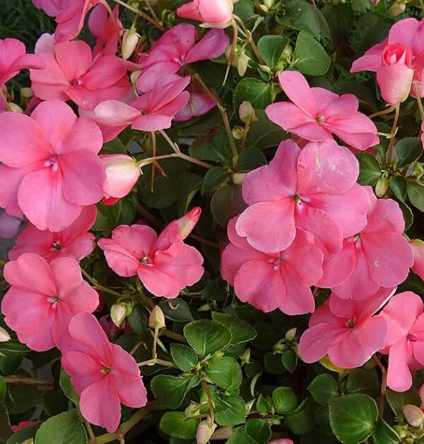 Impatiens
