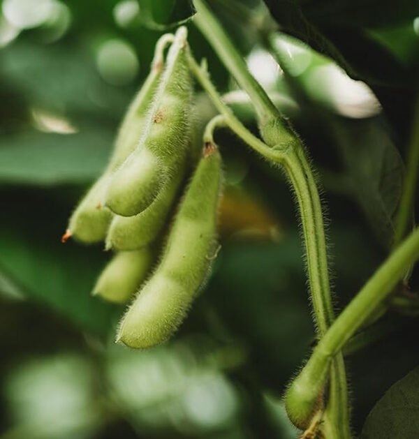 Edamame