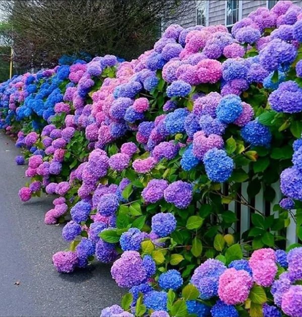 Hydrangeas