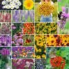 Wild Flowers