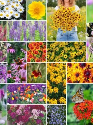 Wild Flowers
