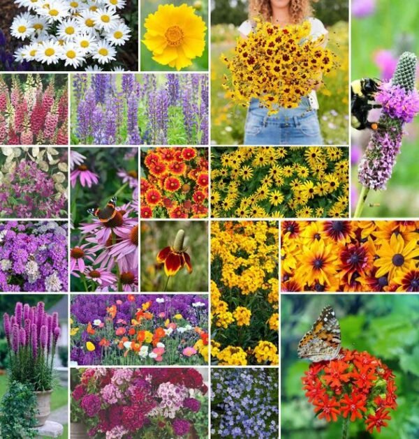 Wild Flowers