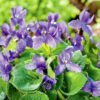 Violet