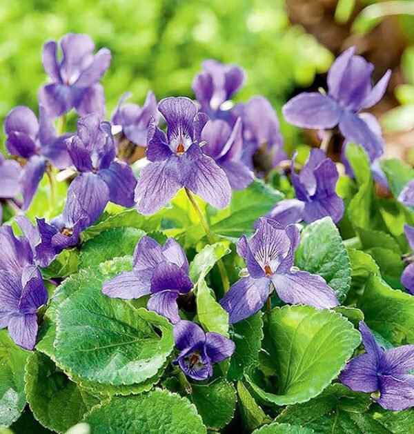 Violet
