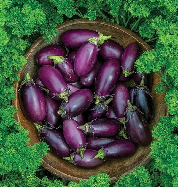 Eggplant