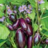 Eggplant