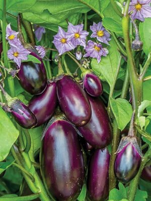 Eggplant