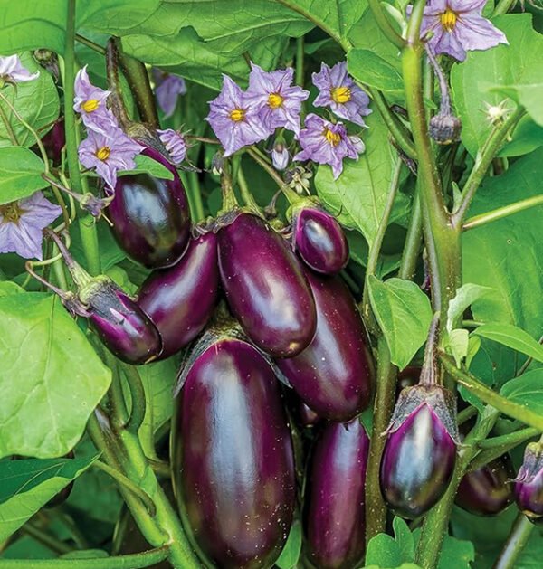 Eggplant