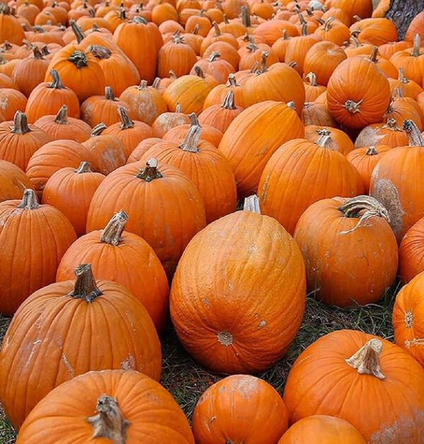 Pumpkin