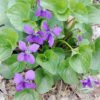 Violet
