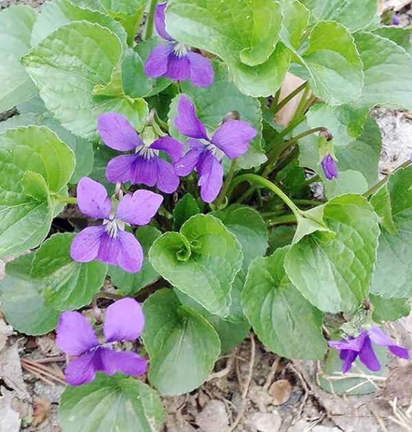 Violet