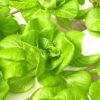 lettuce