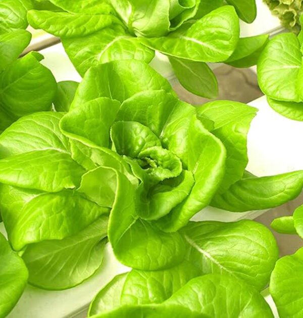 lettuce