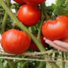 Tomato
