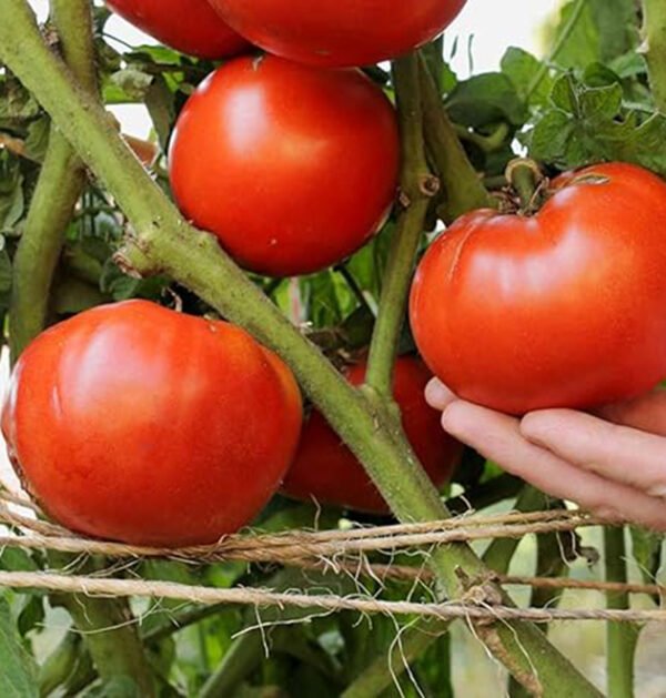 Tomato