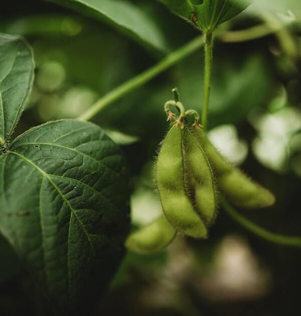 Edamame
