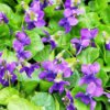 Violet