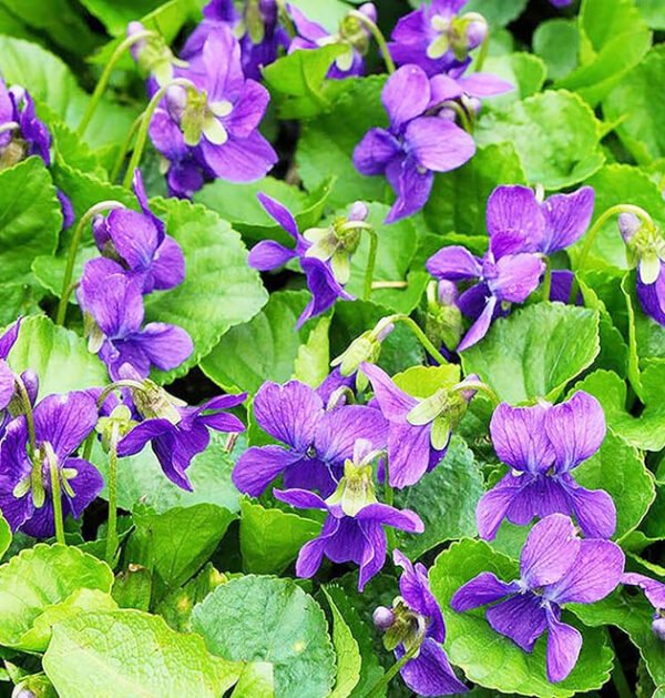 Violet
