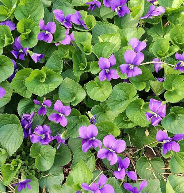 Violet