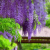 Wisteria
