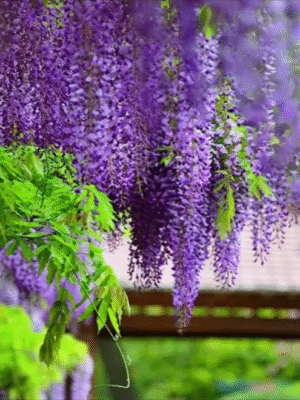 Wisteria
