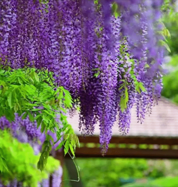 Wisteria