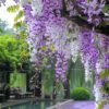 Wisteria