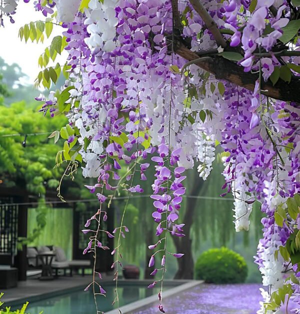 Wisteria