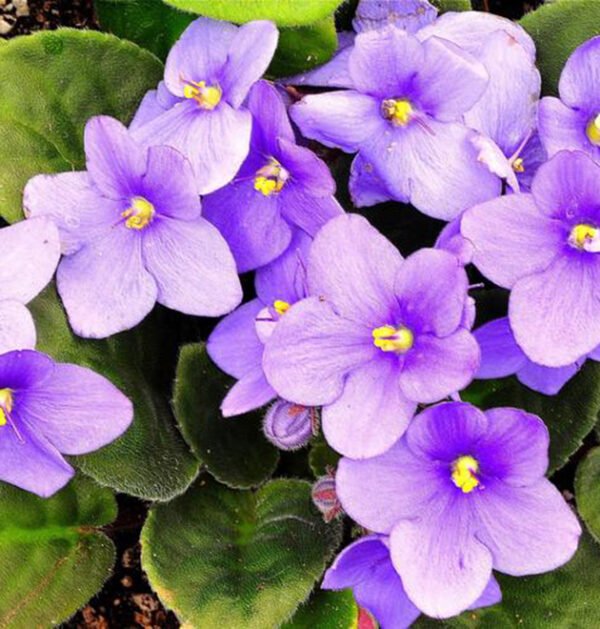 Violet