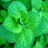 Mint