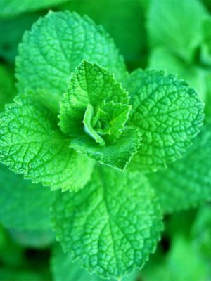 Mint