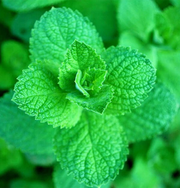 Mint