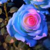 Multicolor Roses