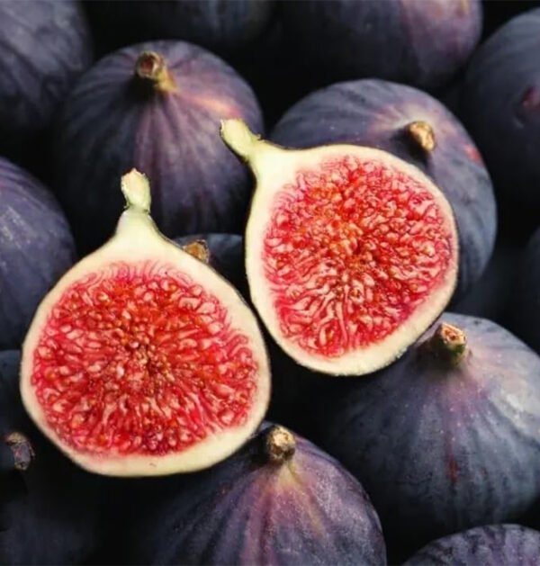 Fig