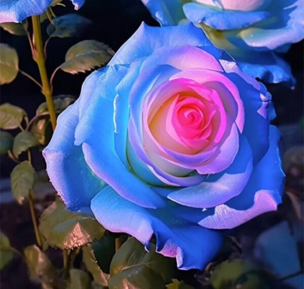 Multicolor Roses