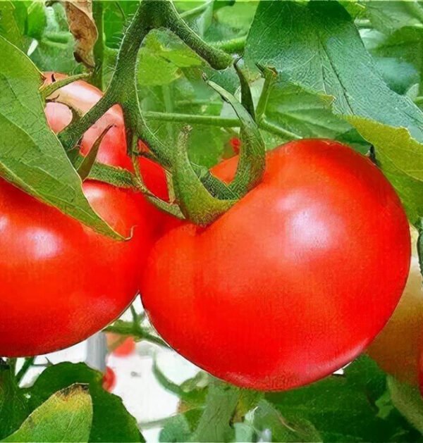 Tomato