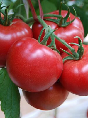 Tomato