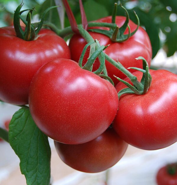 Tomato