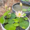 lotus