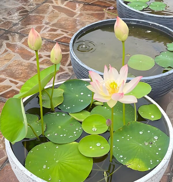 lotus