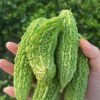 Momordica Charantia