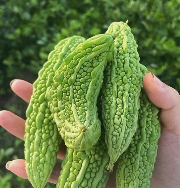 Momordica Charantia